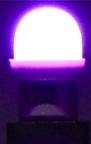 Purple 555 Frosted LED PREMIUM Bulb - Non-Ghosting
